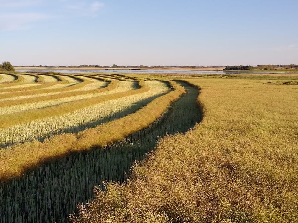 Canola hilerada