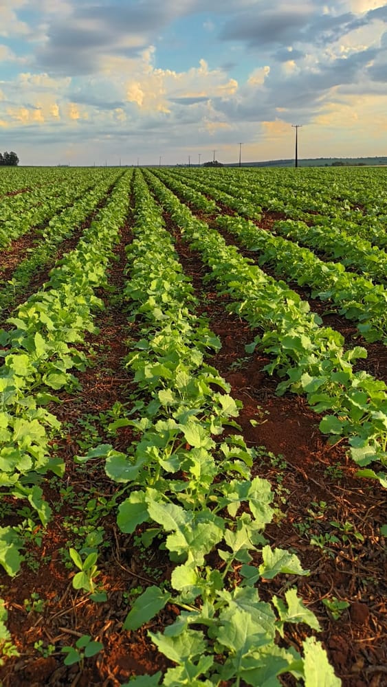 Detalle del cultivo de canola