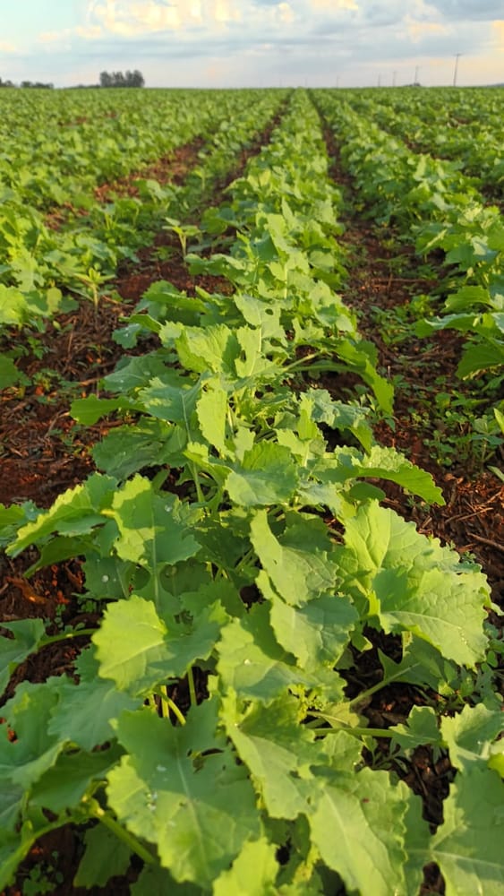 Canola en el lote