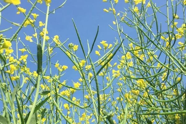 Cultivo de canola CW