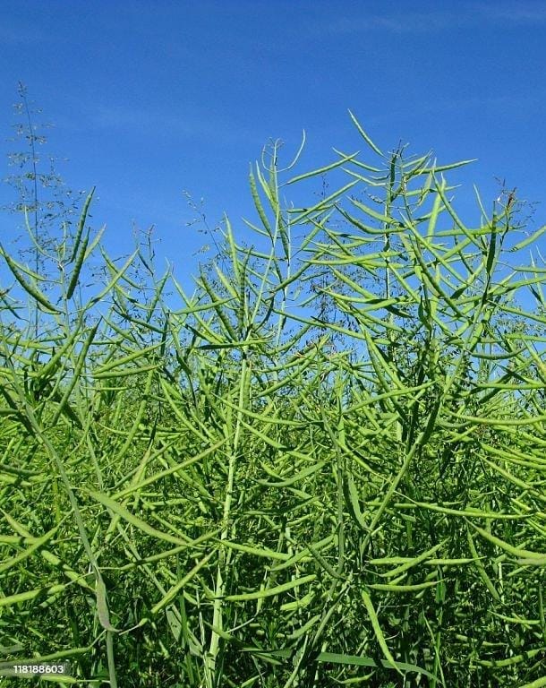 Planta de canola