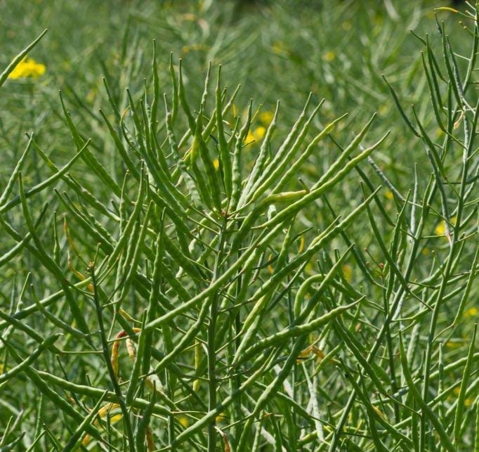 Llenado de granos de canola