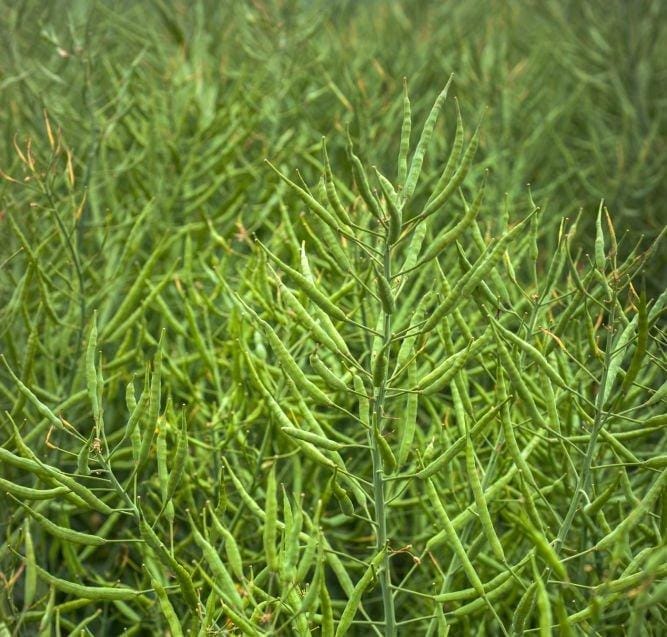 Cultivo de canola