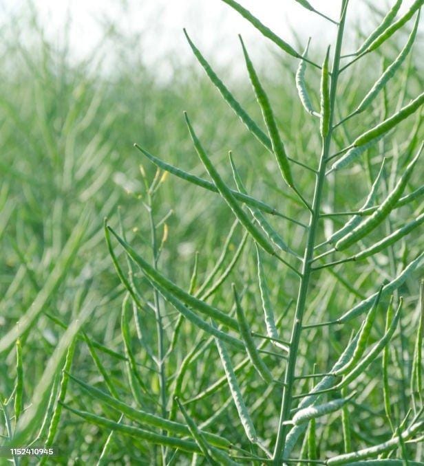 Granos de canola en desarrollo