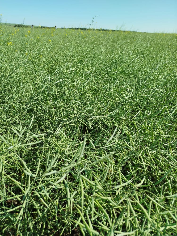 Canola a campo