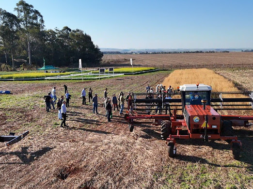 Cosecha de sorgo en día de campo