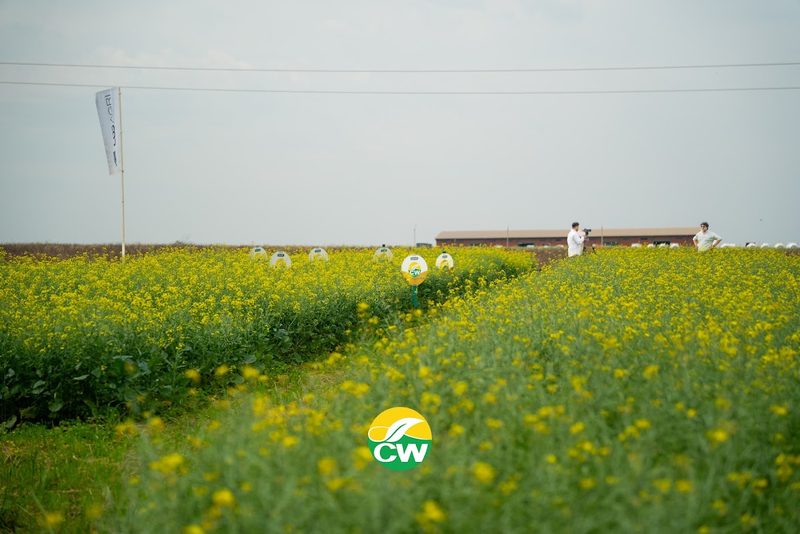 Parcela demostrativa de canola con identificación de materiales