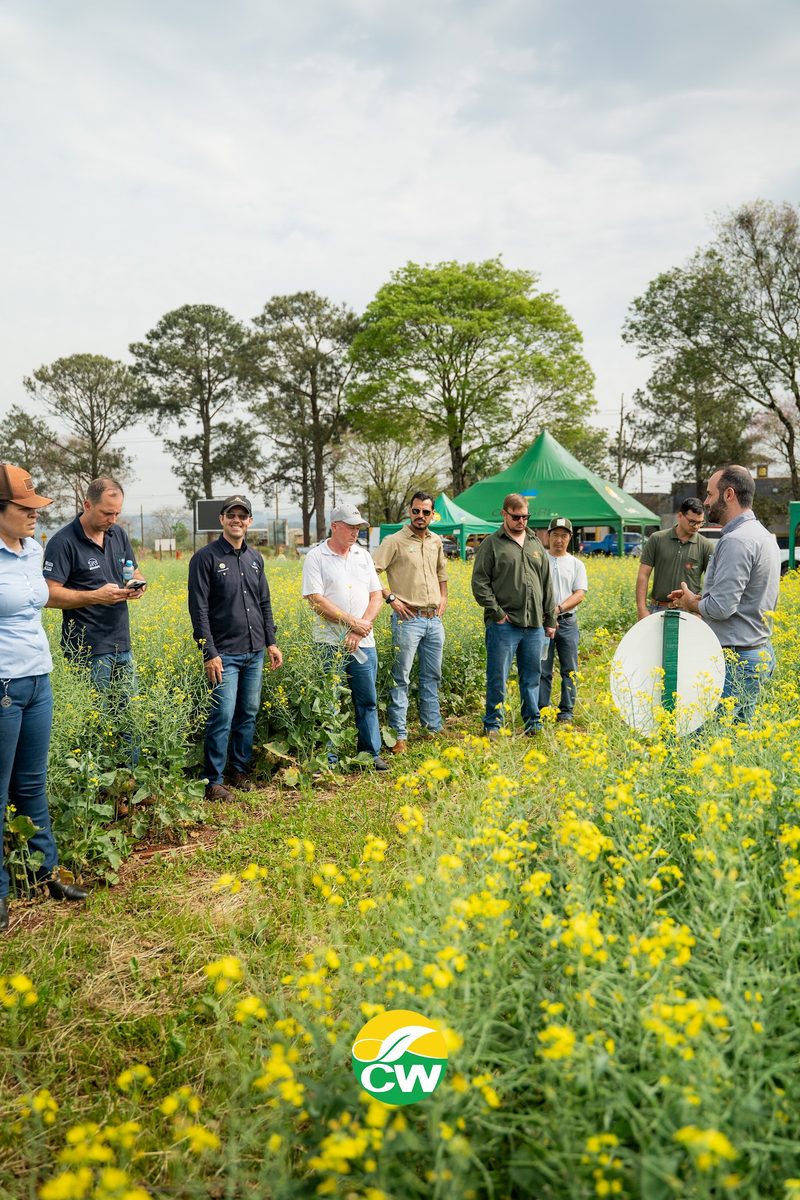 Grupo de productores en la parcela de canola florecida