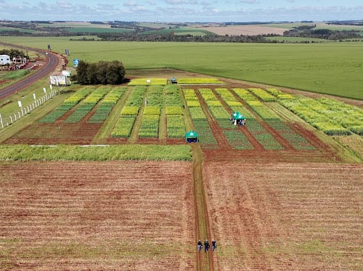 Productores recorriendo la parcela de canola