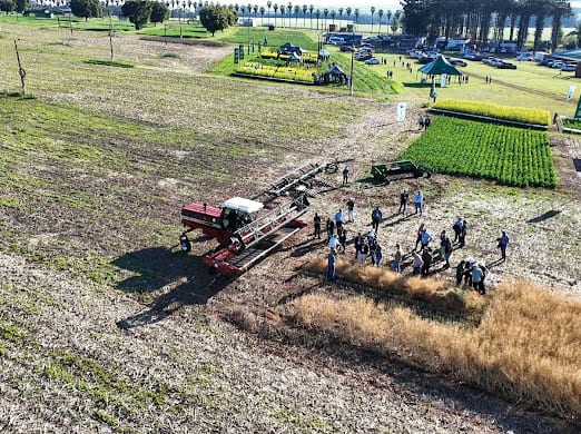 Encuentro técnico de canola