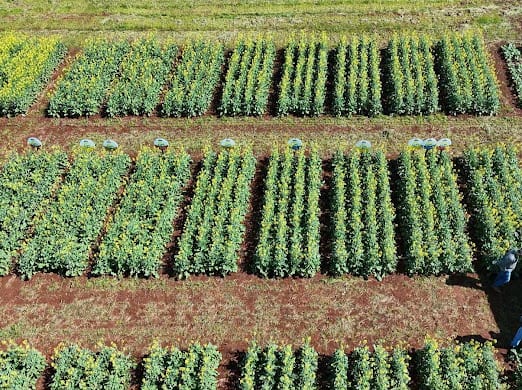 Ensayos de canola a campo