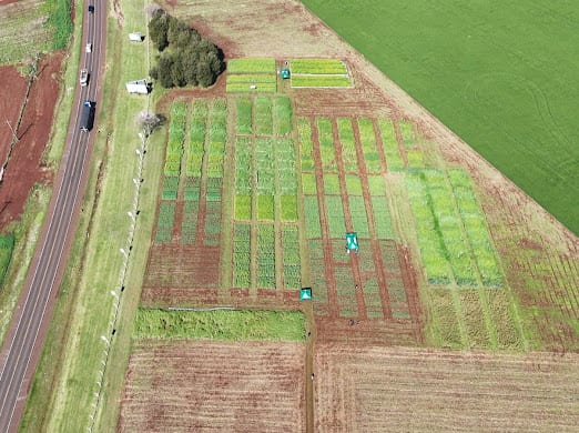 Día de campo de canola en Itapúa